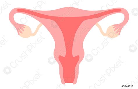 Uterus Clipart Womb Vagina Ovary Cervix Woman Reproductive System Gynecology Stock Vector