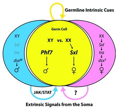 A Simplified View Of Sex Determination In The Somatic Gonad And Germline Download Scientific