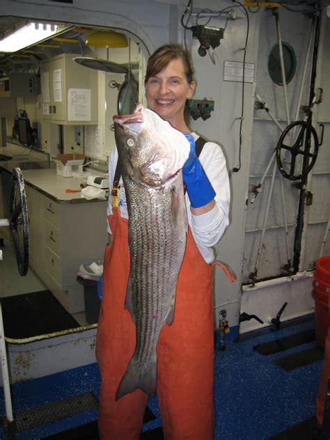 Striped Sea Bass Noaa Teacher At Sea Blog