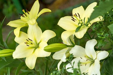 Yellow Lilies Isolated On White Stock Image Image Of Petal Scented