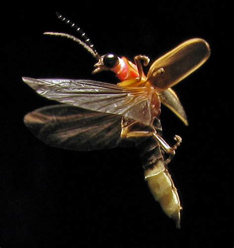 Firefly 0583 Photinus Pyralis Common Eastern USA Firefly Flickr