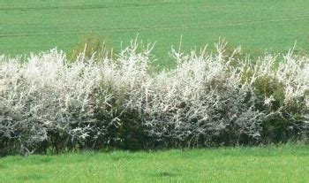 Buy Blackthorn or Sloe hedging plants online FREE UK MAINLAND DELIVERY + 3 YEAR TREE WARRANTY.