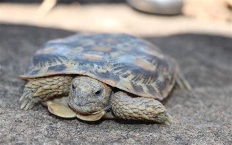 Critically Endangered Tortoise Species Found At Conservancy The Standard