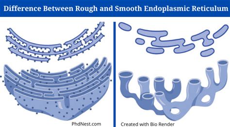 Rough Vs Smooth Endoplasmic Reticulum Definition13 Differences Examples Phd Nest