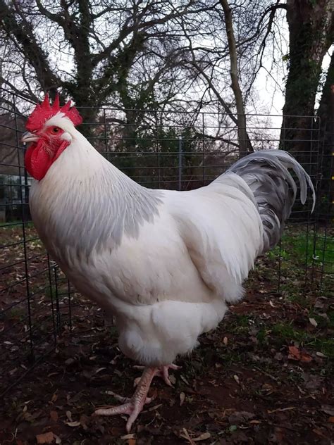 The Best Types Of Roosters For Your Flock