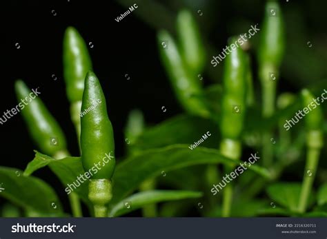 Birds Eye Chili Thai Chili Chili Stock Photo 2216320711 | Shutterstock