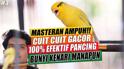 3 Masteran Suara Burung Kenari Gacor Panjang Cuit Cuit Ngerol Untuk