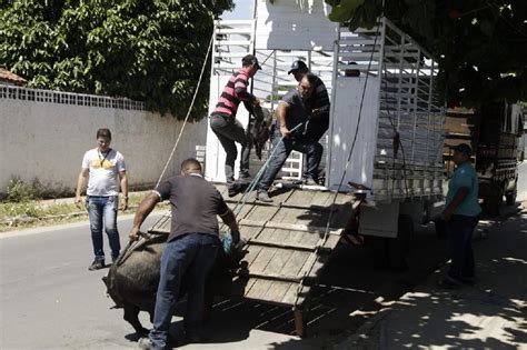 Paulista Intensifica Fiscaliza O Para Coibir Animais De Grande Porte