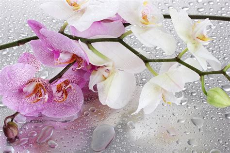 Pink and white beautiful orchids with drops — Stock Photo © belchonock ...