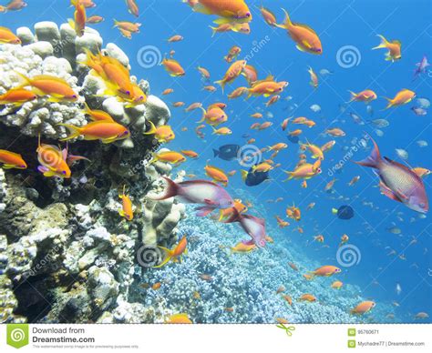 Buntes Korallenriff Mit Masse Von Fische Scalefin Anthias Im Tro