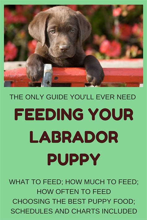 Feeding Your Labrador Puppy Full Guide And Diet Chart