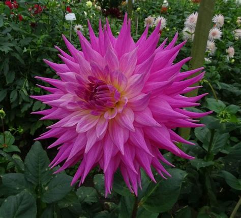 Dahlia Pink Jupiter Halls Of Heddon Sue Taylor Flickr