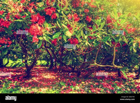 Summer Sunshine Trees Sky Fresh Hi Res Stock Photography And Images Alamy