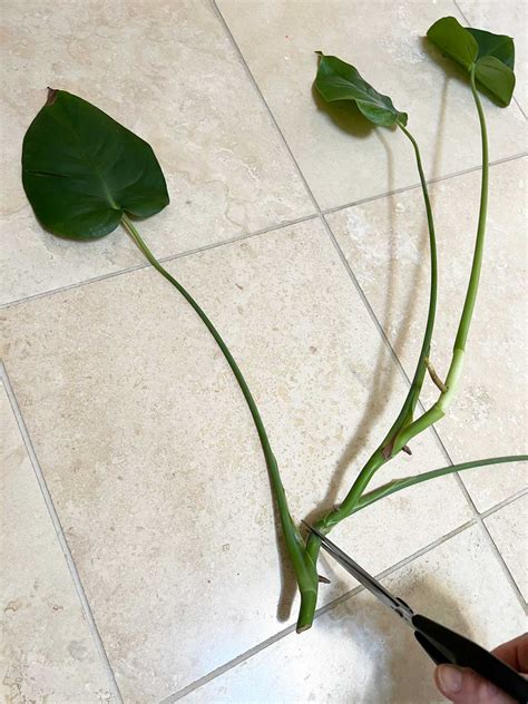 How To Propagate Monstera In Water 3 Easy Steps W Photos