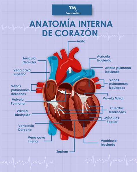 Anatom A Interna De Coraz N Enfermer A Udocz