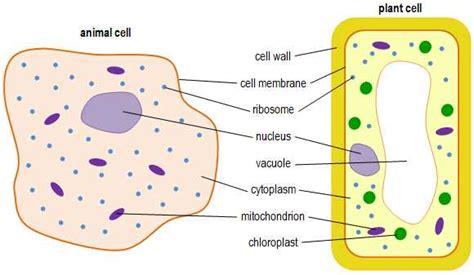 Comparing Animal And Plant Cell Structures A Gcse Diagram