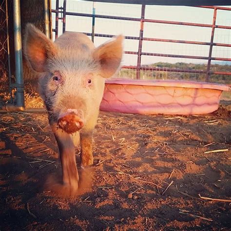 Piglet Abandoned At Shelter Goes Through Miraculous Transformation 7 Pics
