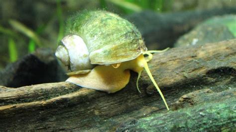 Freshwater Snails: 11 Best Types of Aquarium Snails