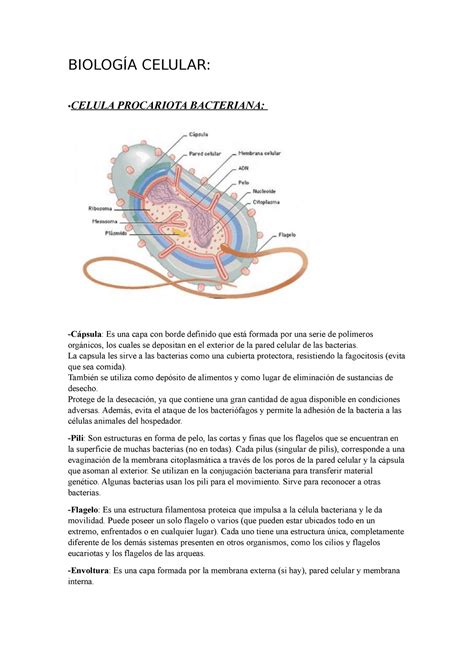 Biología Celular CBC parcialito 2 BIOLOGÍA CELULAR CELULA