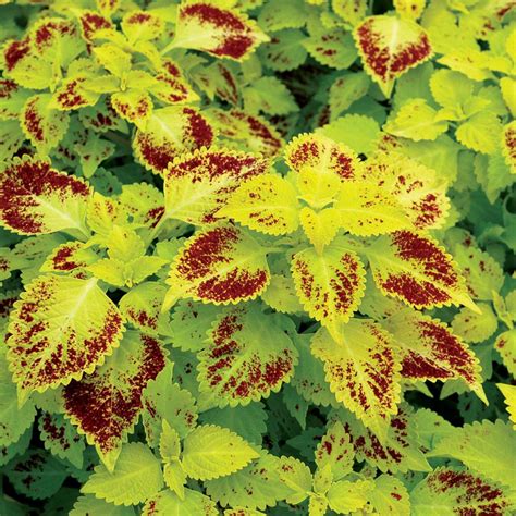 Coleus Color Clouds™ ‘hottie Terra Nova® Nurseries Inc