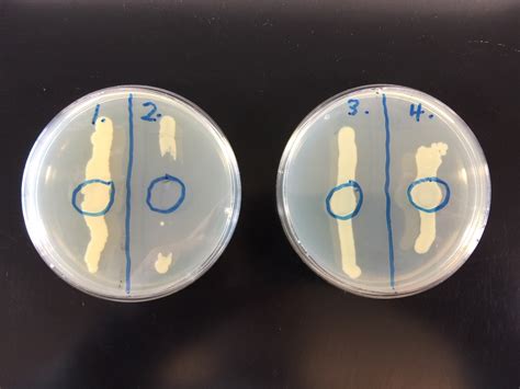 Biol 230 Lab Manual Lab 11