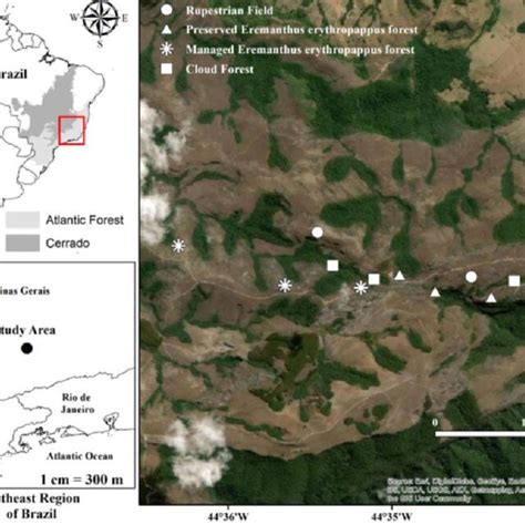 Sampling Areas Of The Bird Community In A Montane Ecosystem In The