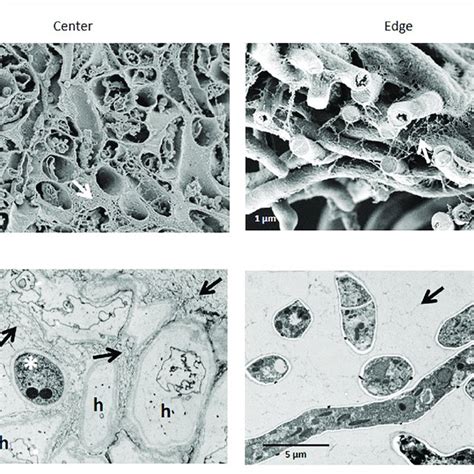 Aspergillus niger strains used in this study. | Download Scientific Diagram