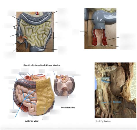 And P Lab Digestive System Large Intestine Diagram Quizlet