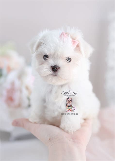 Maltese Puppy For Sale Teacup Puppies Boutique