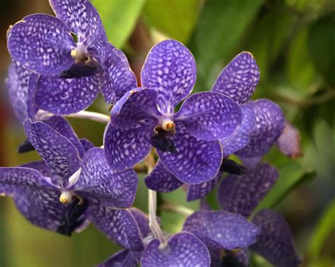 Vanda Hybrids GardensOnline