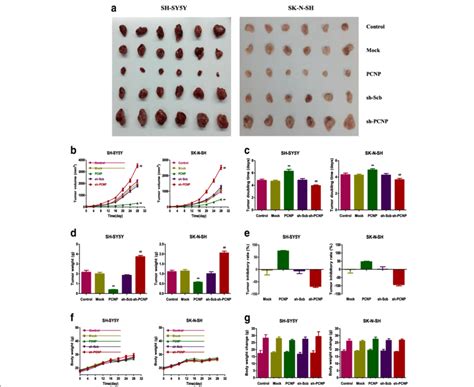 Effects Of Pcnp On The Growth Of Sh Sy Y And Sk N Sh Xenograft Tumors