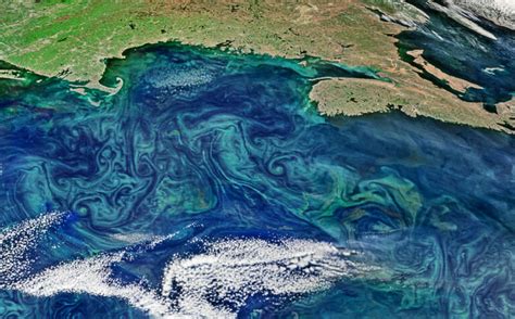 Algal Blooms Are Increasing Techzle