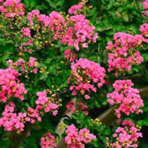 Red Rocket Crape Myrtle Etsy