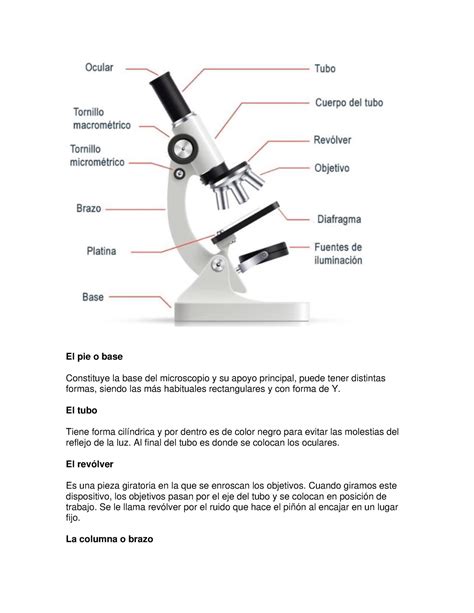 Partes Del Microscopio El Pie O Base Constituye La Base Del