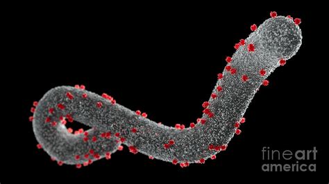 Marburg Virus By Thom Leach Science Photo Library