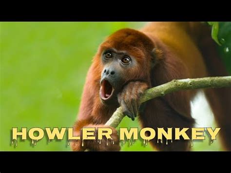 Howler Monkey Sound Youtube