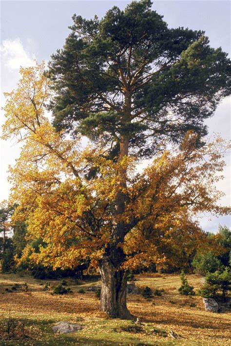 Los árboles más peculiares de Europa Beautiful tree Plants Country