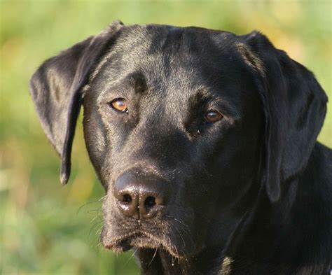 Images Gratuites chiot animal de compagnie noir animaux tête