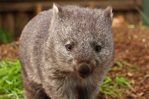 Everything You Need To Know About Wombats — Bonorong Wildlife Sanctuary