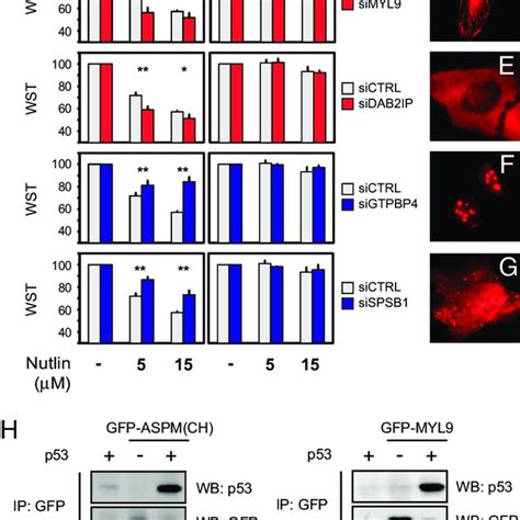 Functional Validation Of P Interactors By Rnai A Schematic Diagram