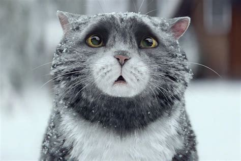 Sainsbury's Mog the cat Christmas advert on track to beat John Lewis' Man on the Moon | Business ...