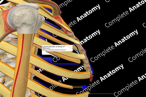 Lateral Border of Body of Sternum (Left) | Complete Anatomy