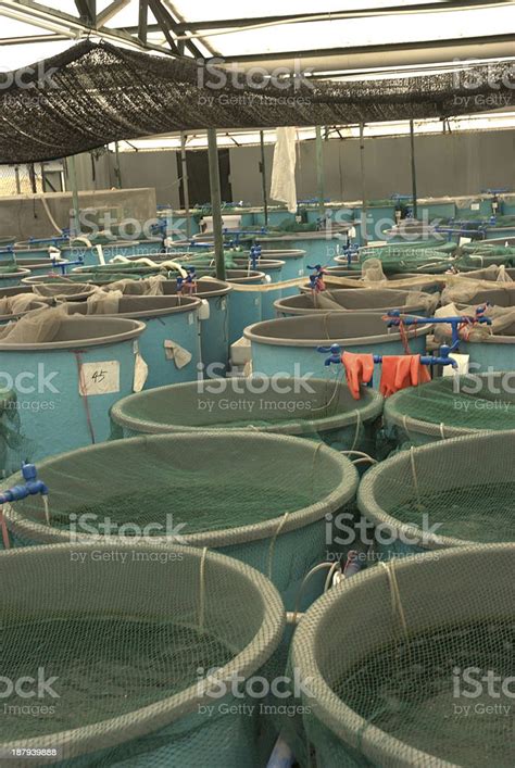 Agriculture Aquaculture Farm Stock Photo Download Image Now