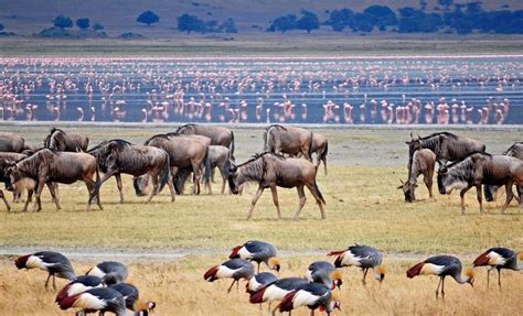 Lake Manyara National Park Tanzania National Parks