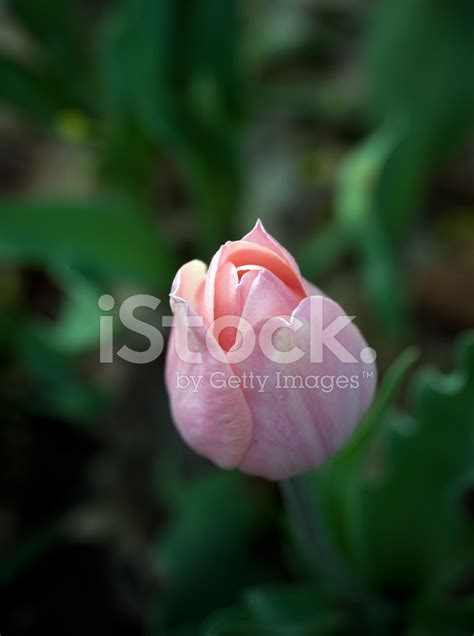 Pink Tulip Stock Photo Royalty Free Freeimages