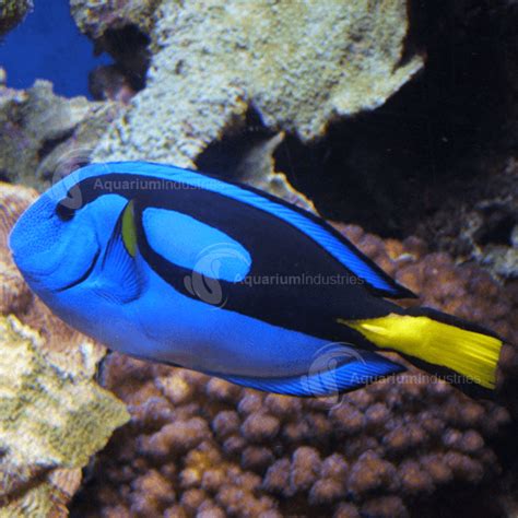 Wholesale Blue Tangs | Free Fact Sheet | Aquarium Industries