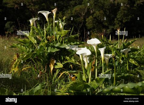 Wild White Calla Lilies Growing In The Meadow Panama Stock Photo Alamy