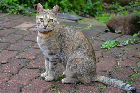 Katze Katzenartig Tabby Kostenloses Foto Auf Pixabay Pixabay