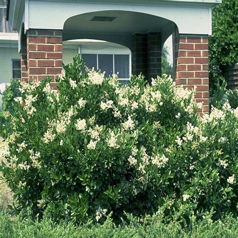 Ligustrum Japonicum Japanese Waxleaf Privet Siteone