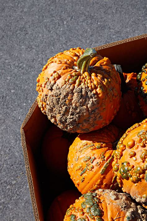 A Guide To All The Different Types Of Pumpkins Pumpkin Pumpkin